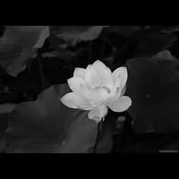 Phan Khuy